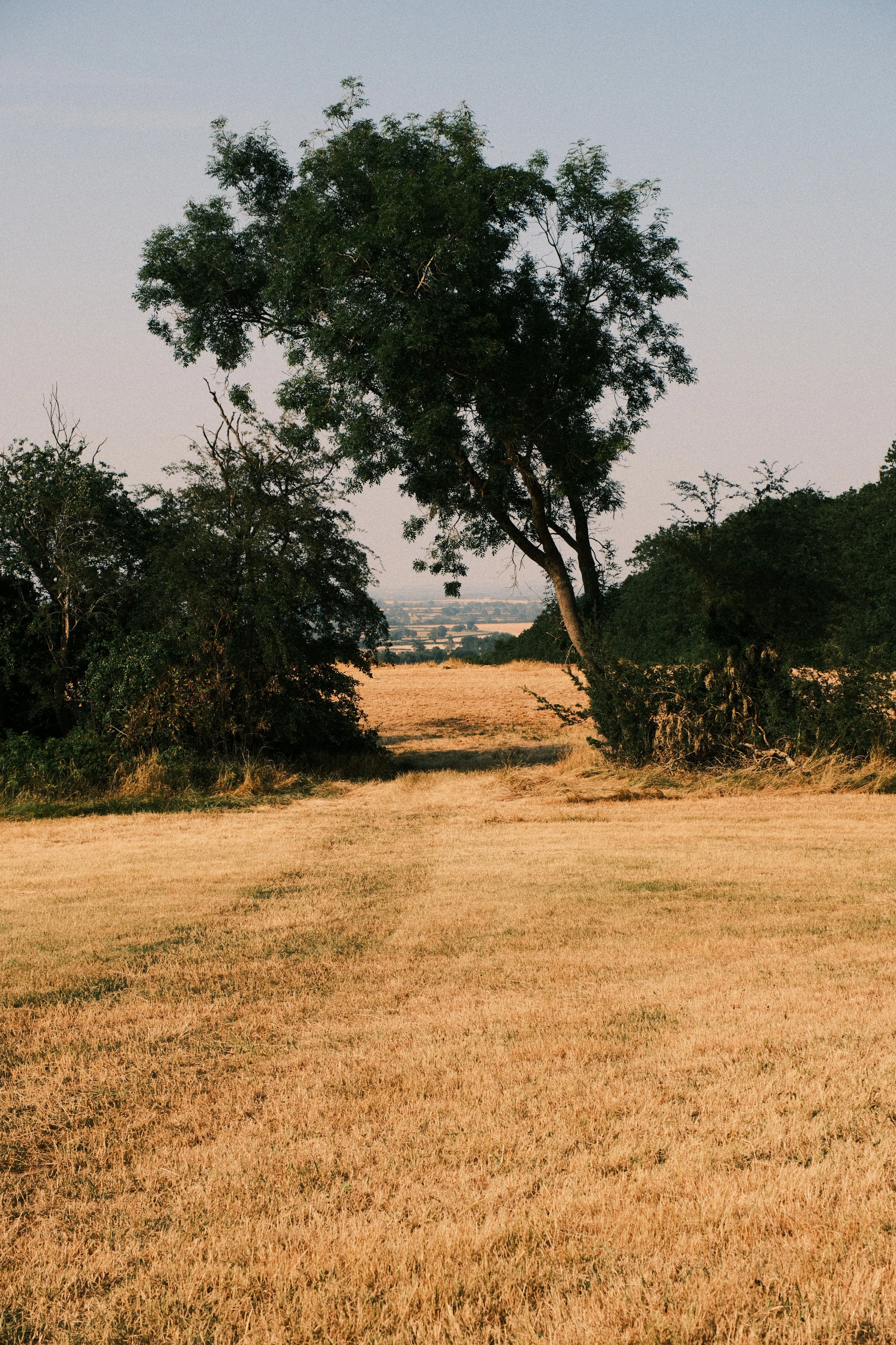 A cut golden field leading to a gap in the hedgerow, with one wind-shaped tree, in warm evening light.